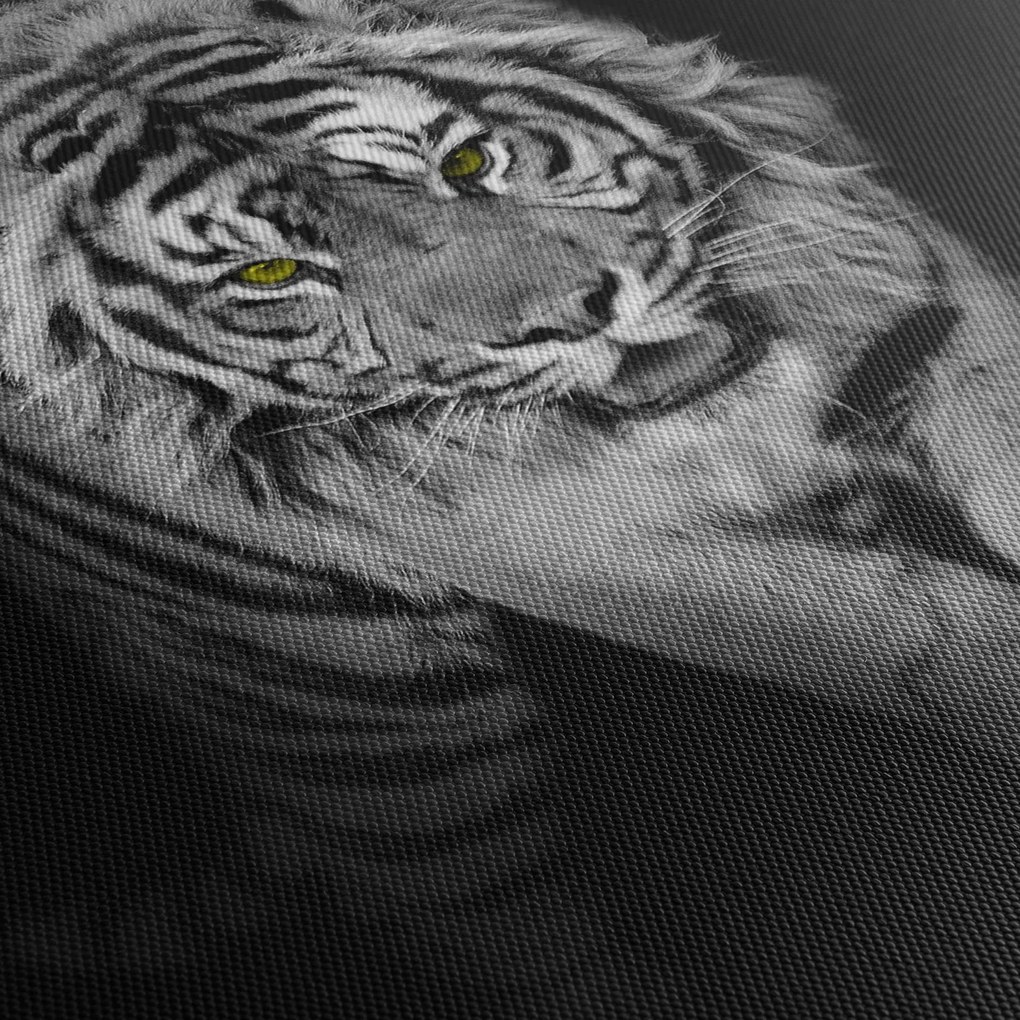 Kép - Sárga szemű tigris (70x50 cm)