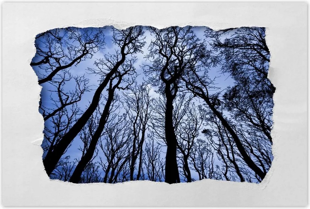 Poszterek 60x40 Erdő Fák Kilátás alulról