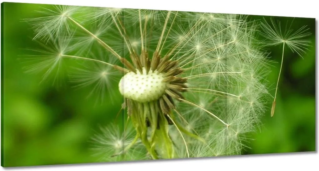 Vászonkép 120x60 Pitypang Virág Virágok