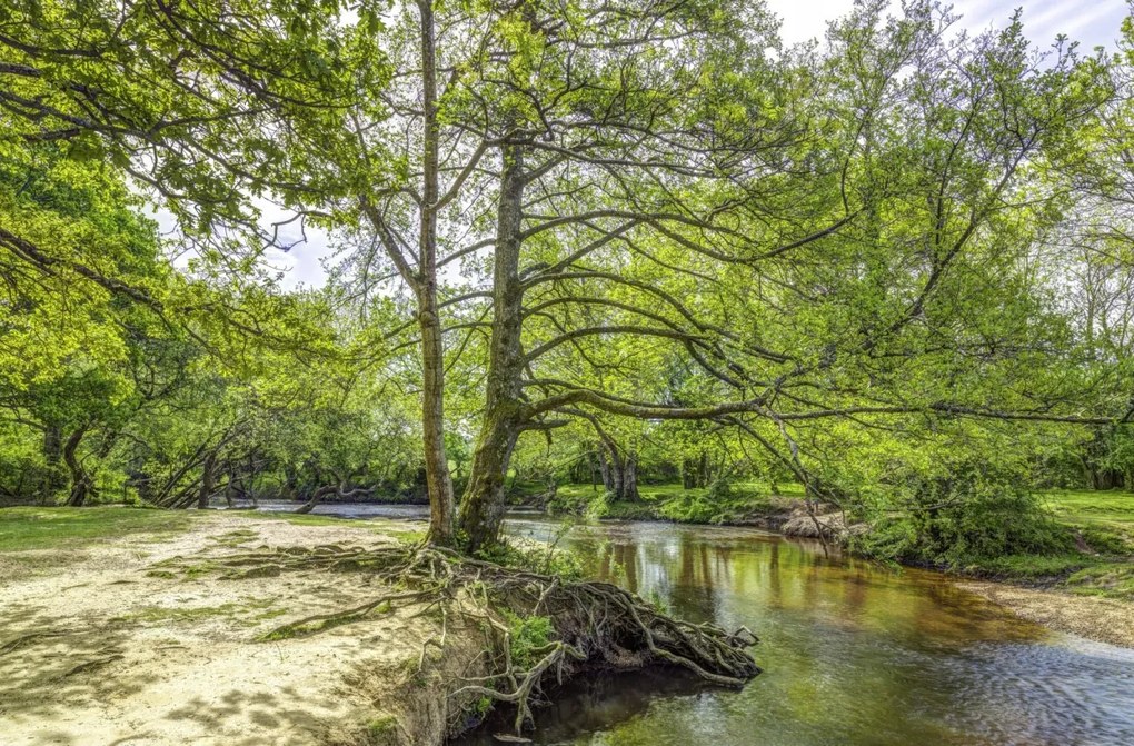 Poszter 86,4x56,8cm Tó az erdőben 2, Assaf Frank