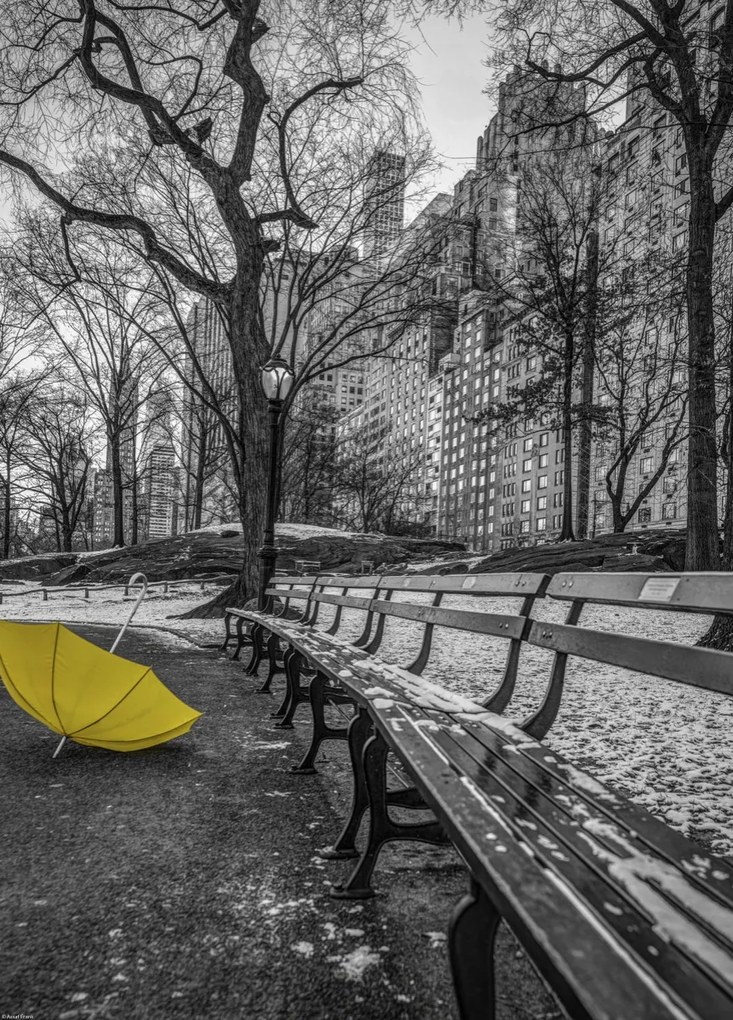 Poszter 39,5x55cm Sárga esernyő az ösvényen a Central Parkban 2, Assaf Frank