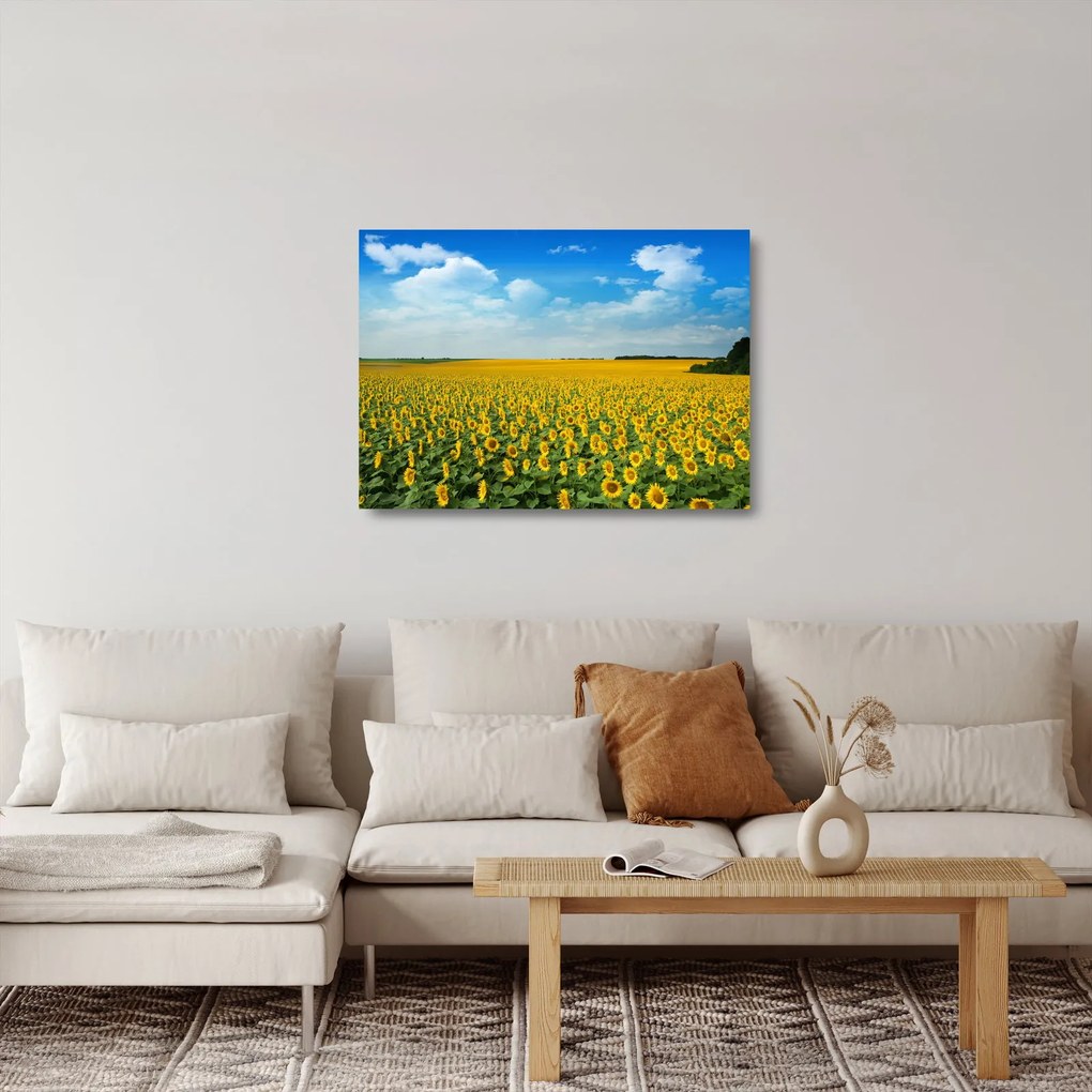 Kép - napraforgó (üvegen) (70x50 cm)