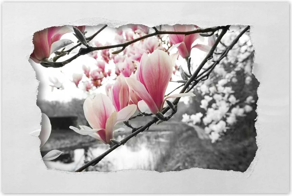 Poszterek 90x60 Magnólia Virágok