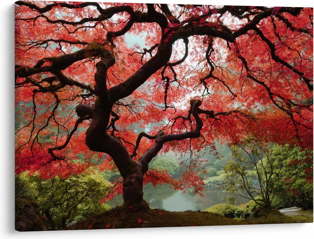 Red Japanese Maple, Portland, Oregon képe (70x50 cm)