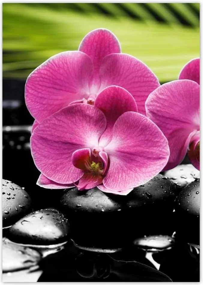 Poszterek A4 Pion Spa Kövek és leanderek