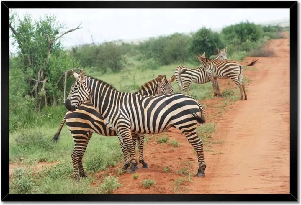 Poszterek keretben 60x40 Zebra a szavannán