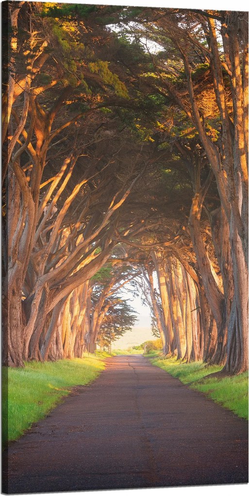 Vászonkép Út a fák között Természet 60x120 cm