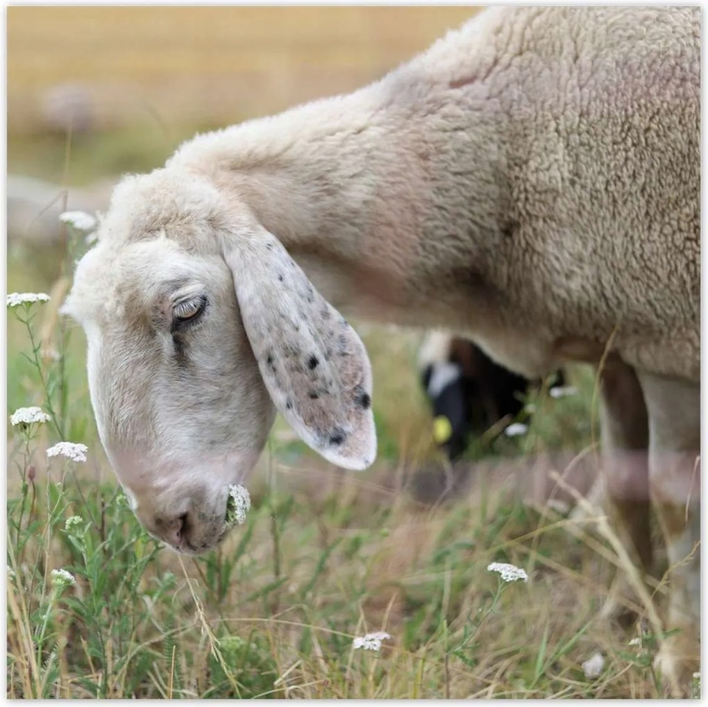 Poszterek 140x140 Bárány a legelőn