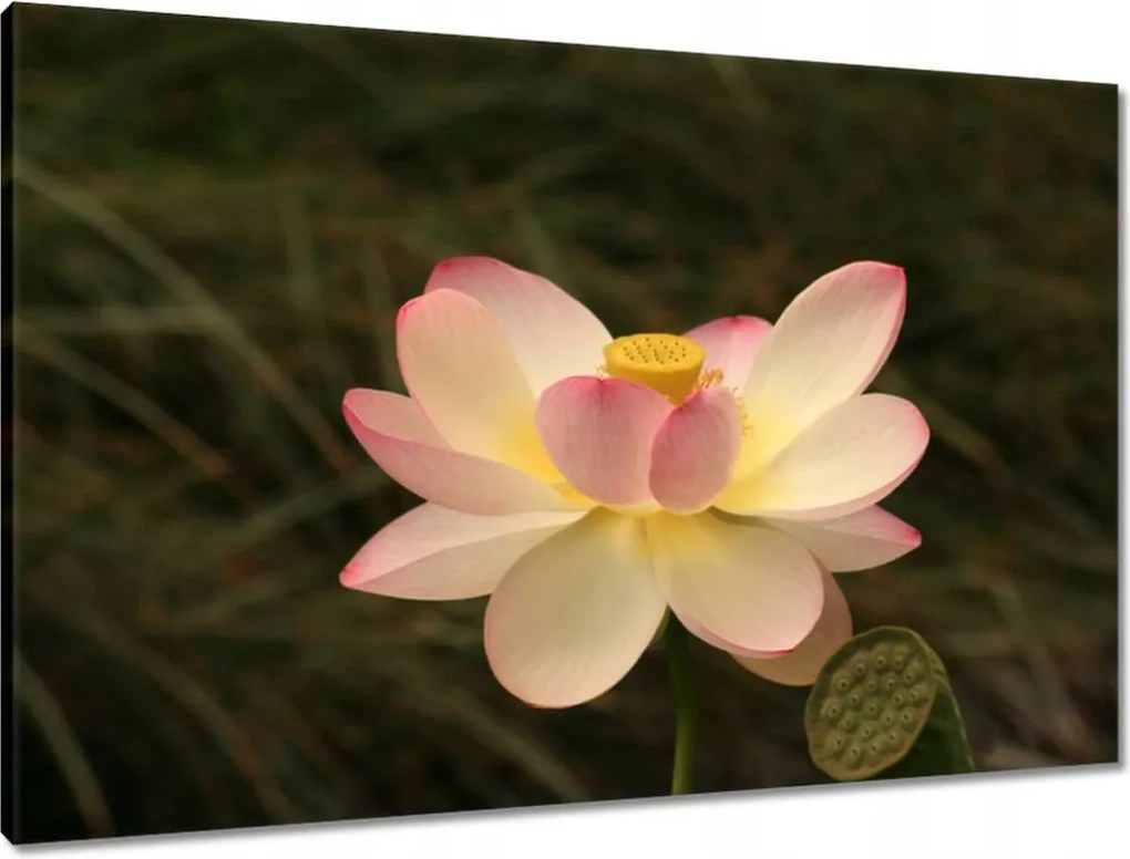 Vászonkép 90x60 Lótusz Lótuszvirág