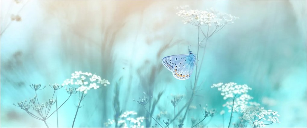 Kép - Pillangó kékben (120x50 cm)