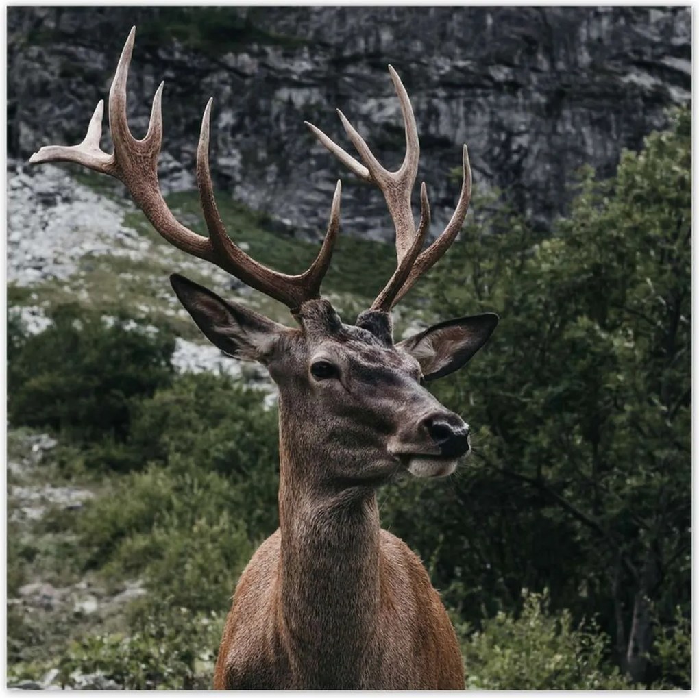 Poszterek 100x100 Szarvas felszarvazott