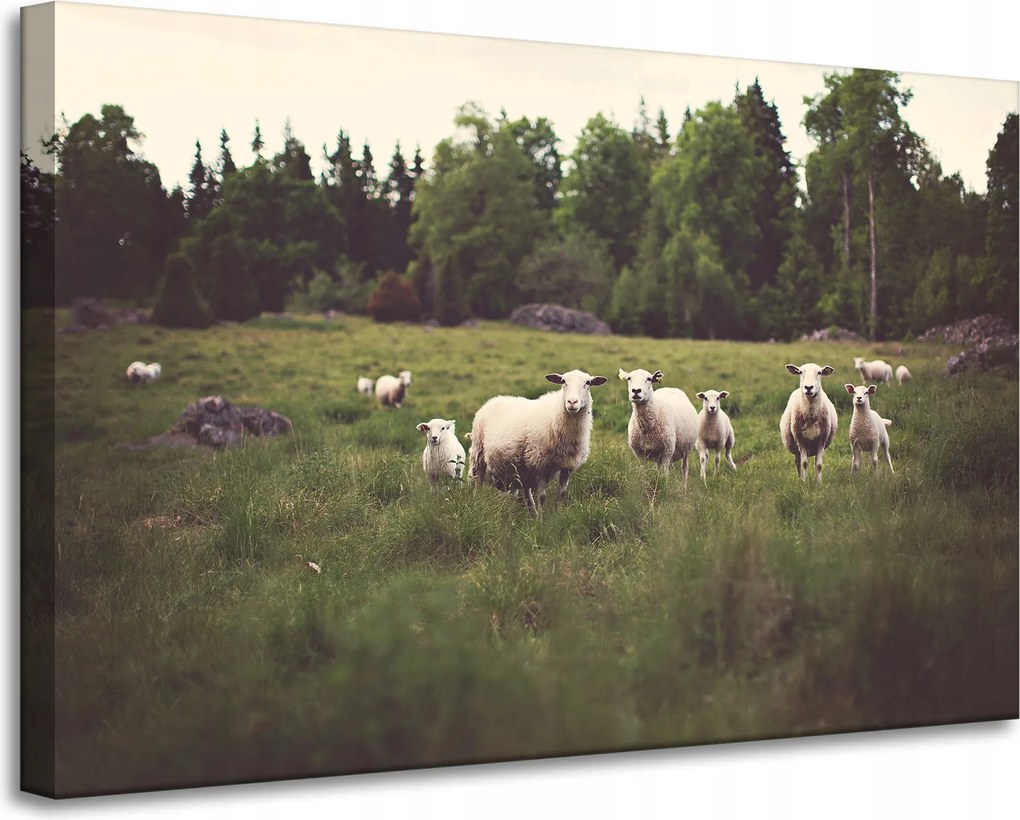 Vászonkép Canvas Natura Bárányok a legelőn 90x60 cm