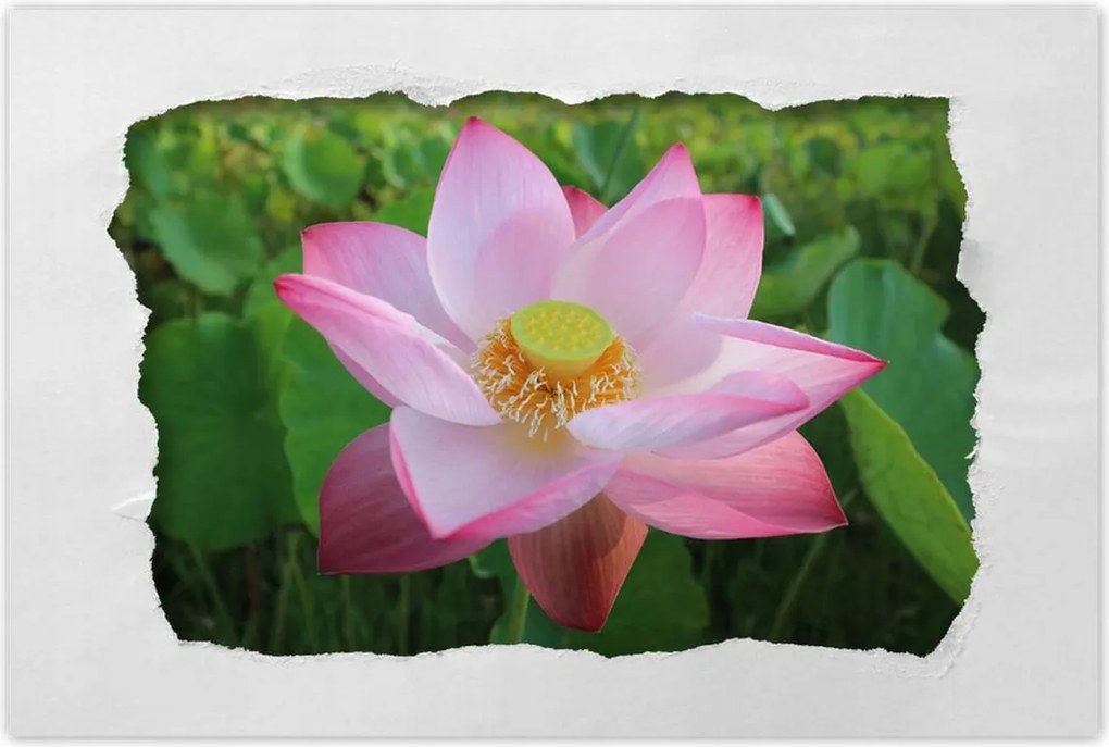 Poszterek 90x60 Lótusz Lótuszvirág