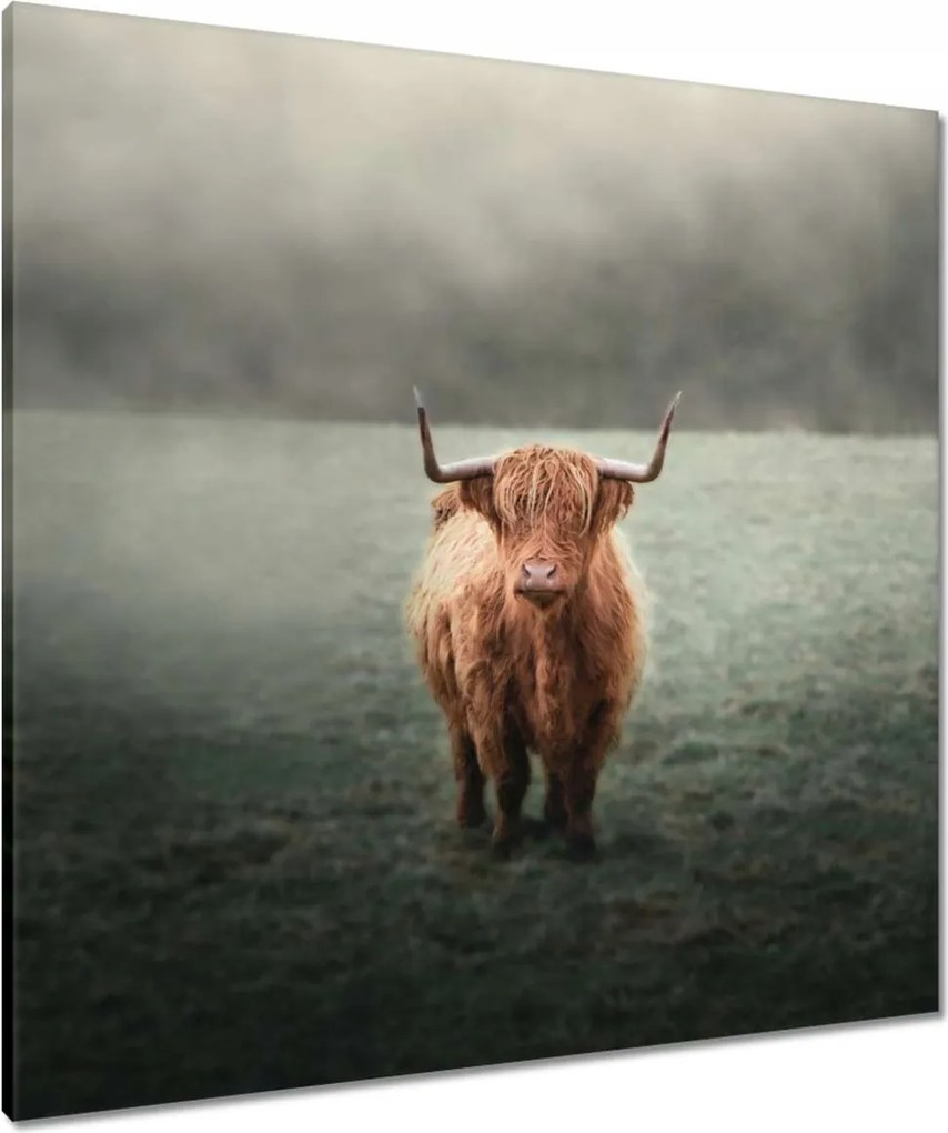 Vászonkép 80x80 Mint a szarvak Hegyi rét