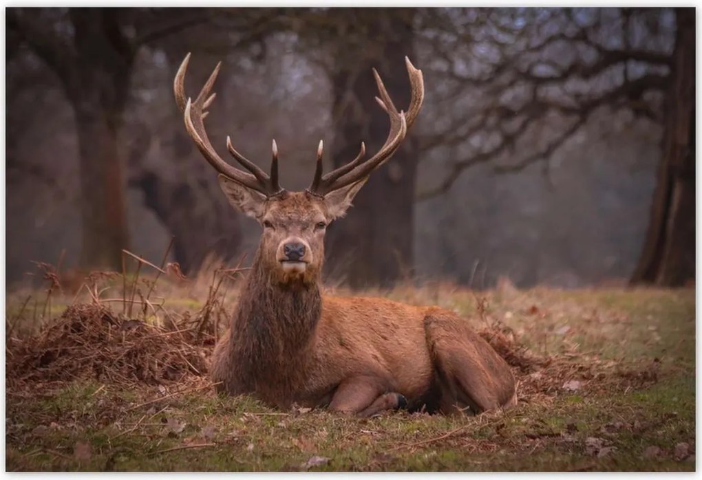 Poszterek 185x125 Szarvas felszarvazott