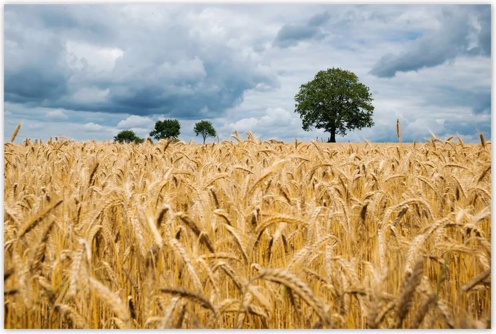 Poszterek 120x80 Aratás előtti mező Rozs