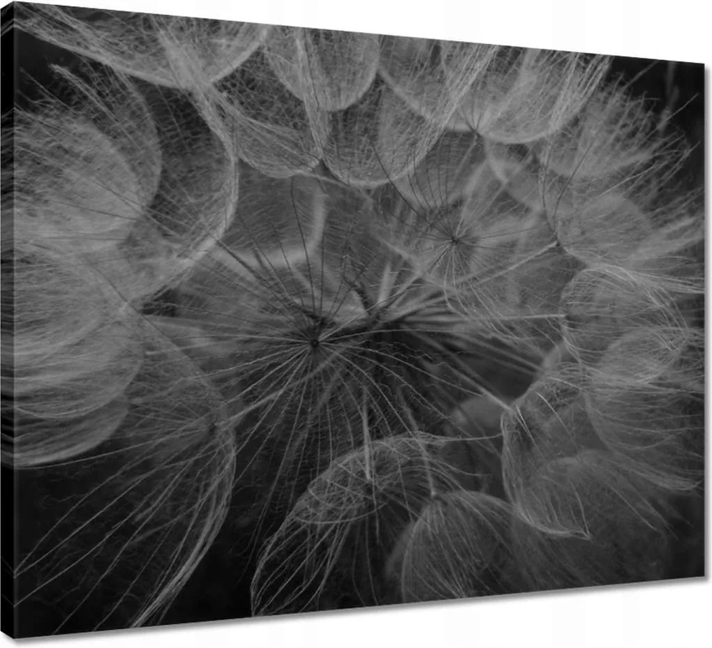 Vászonkép 50x40 Pitypang Virág Virágok