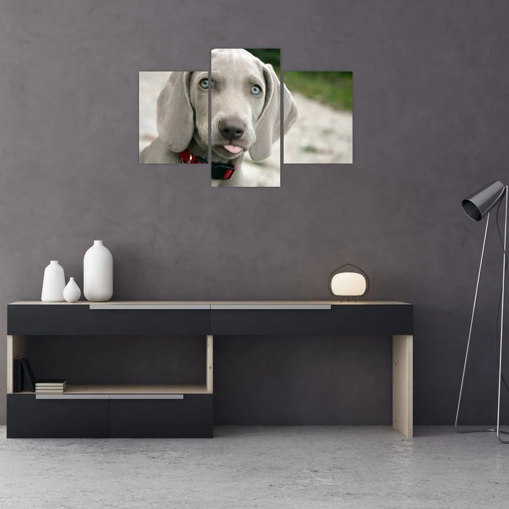 Kép - weimaraner kölyökkutya (90x60 cm)