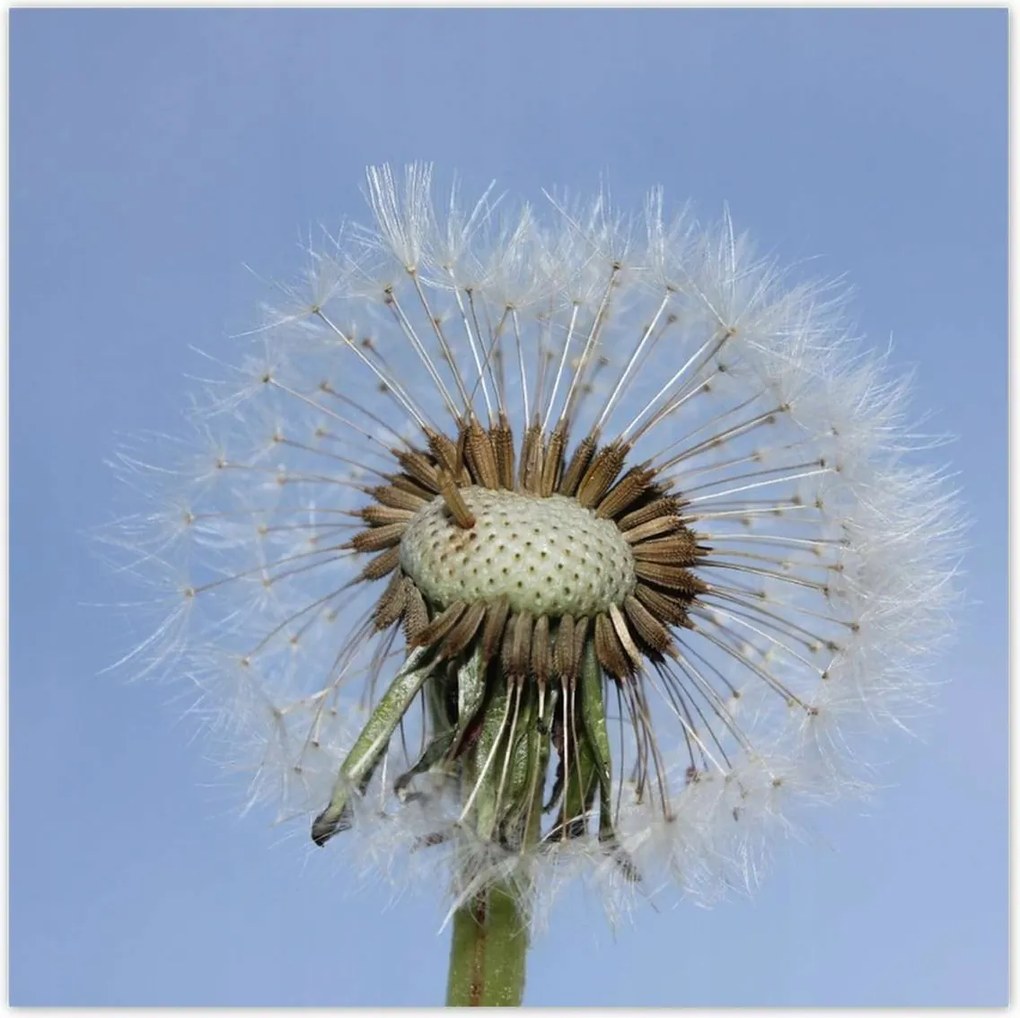 Poszterek 100x100 Pitypang Virág Virágok