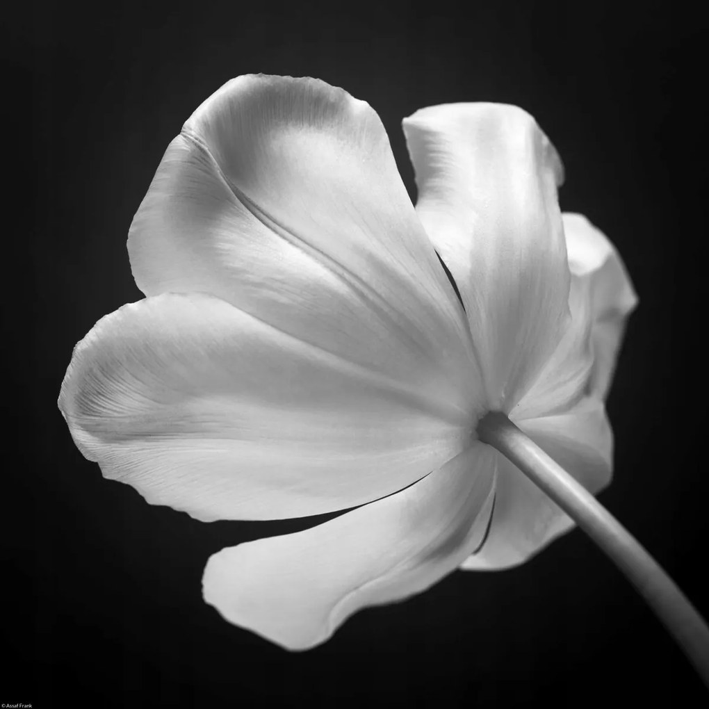 Poszter 40x40cm Tulipán virág 2, Assaf Frank