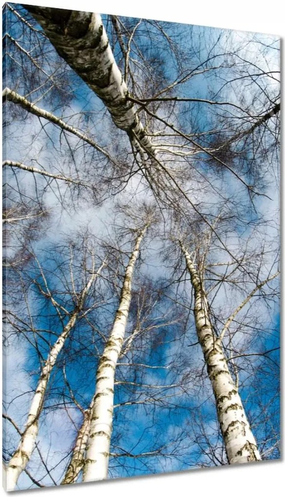 Vászonkép 80x120 Nyírfa