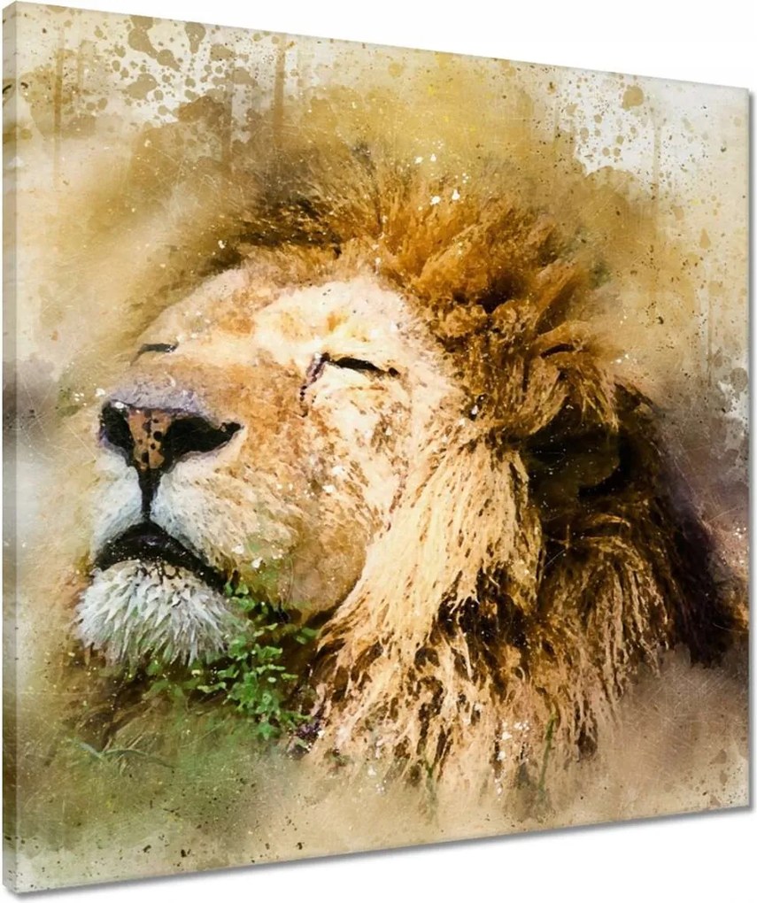 Vászonkép 50x50 Oroszlán