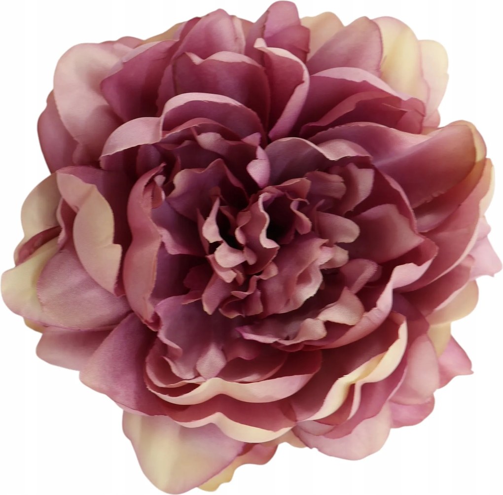 Peonia tt violet 6 db-os szett