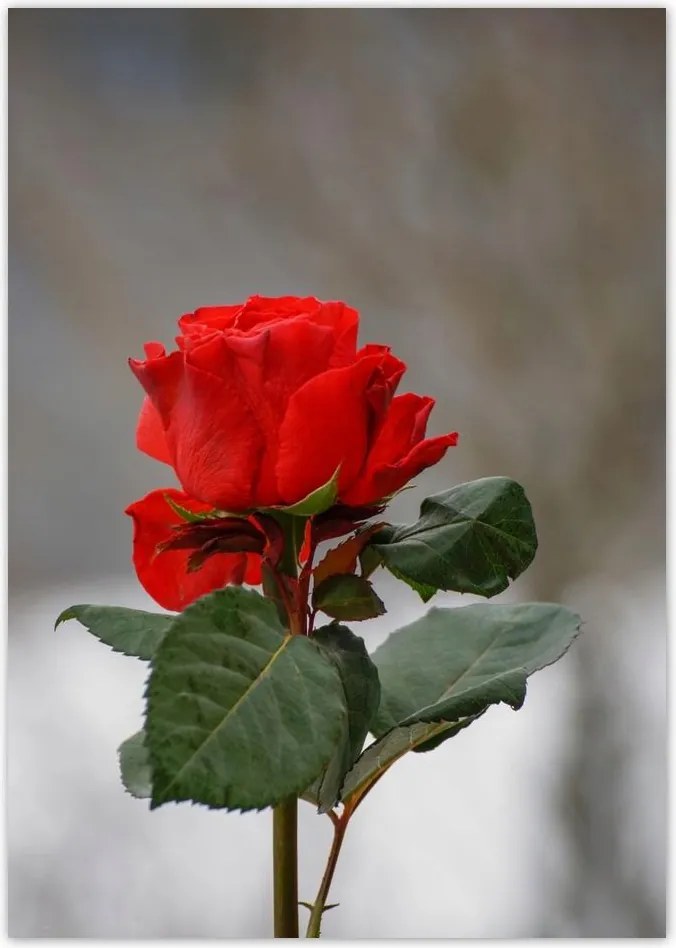 Poszterek A4 Pion Rózsa Virág Virágok Rózsa