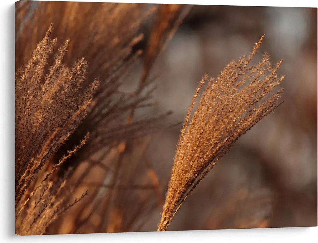 Kép - Cortaderia (70x50 cm)