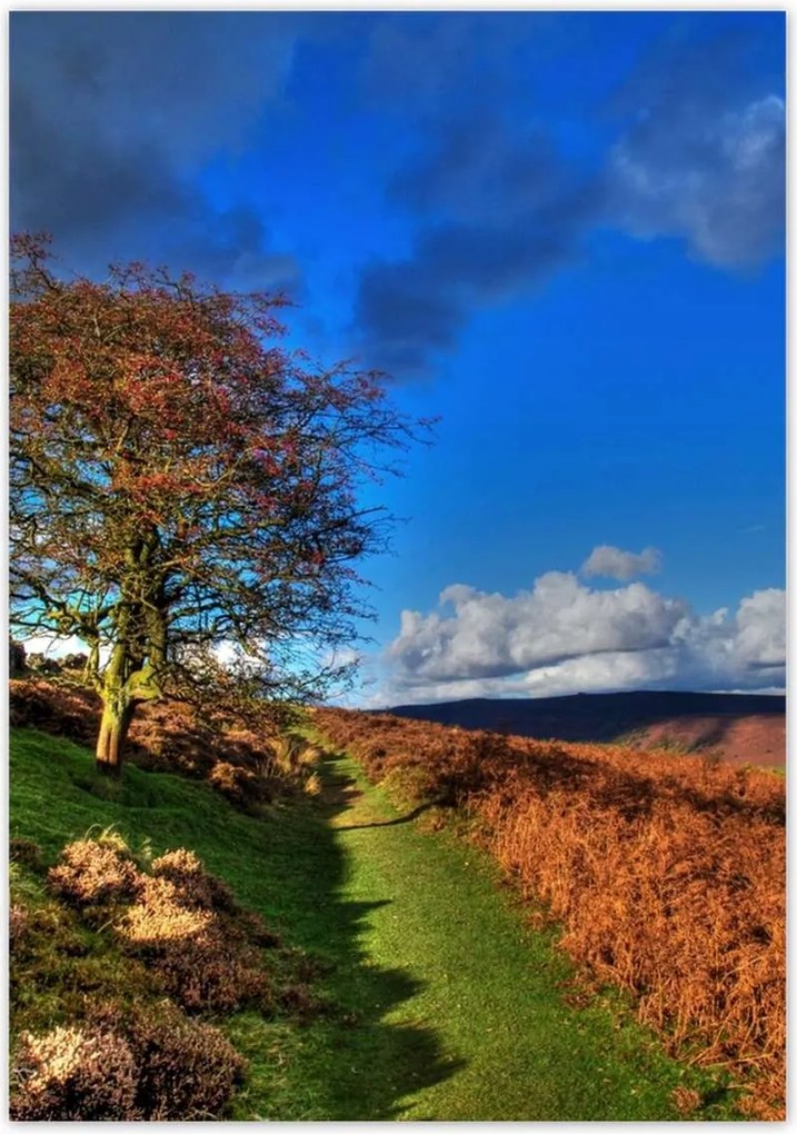 Poszterek 70x100 Fa a láthatáron