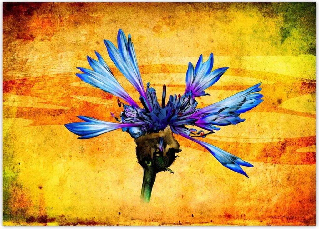 Poszterek 70x50 Chaber