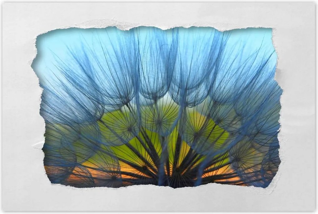 Poszterek 90x60 Pitypang Virág Virágok