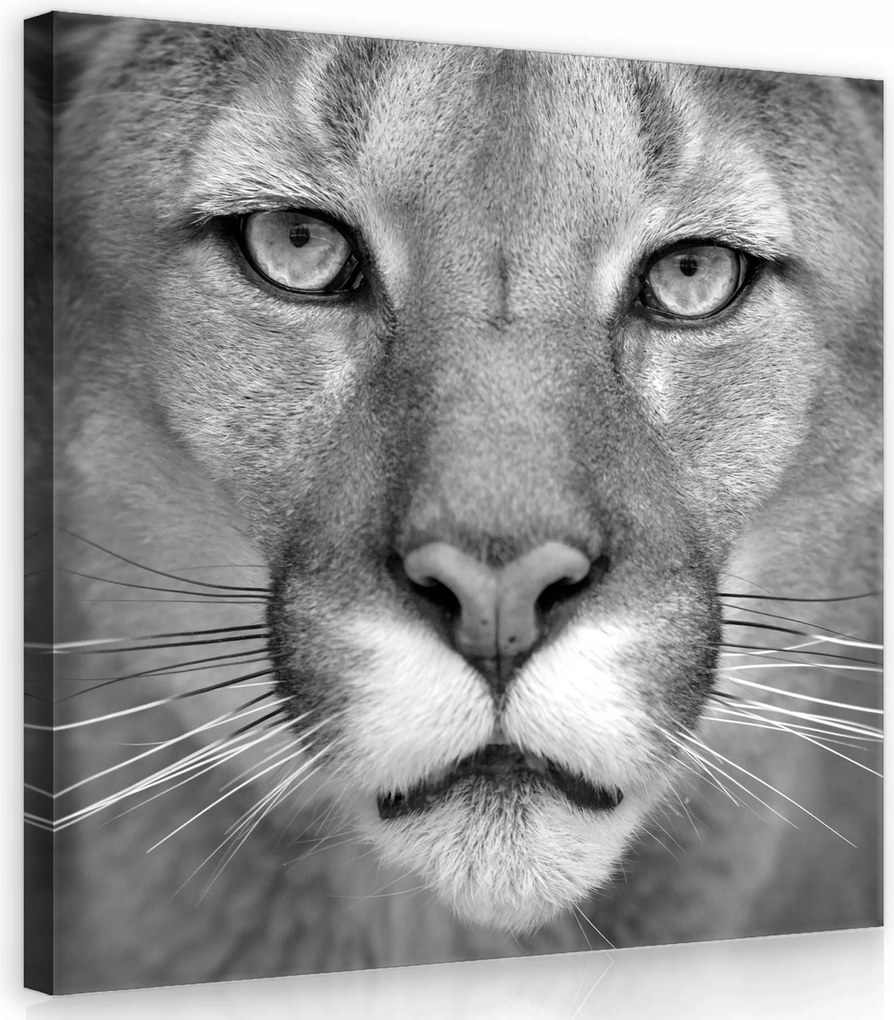 Vászonkép 40x40 Puma kuguar portré vad természet ragadozó szem erő kecsesség