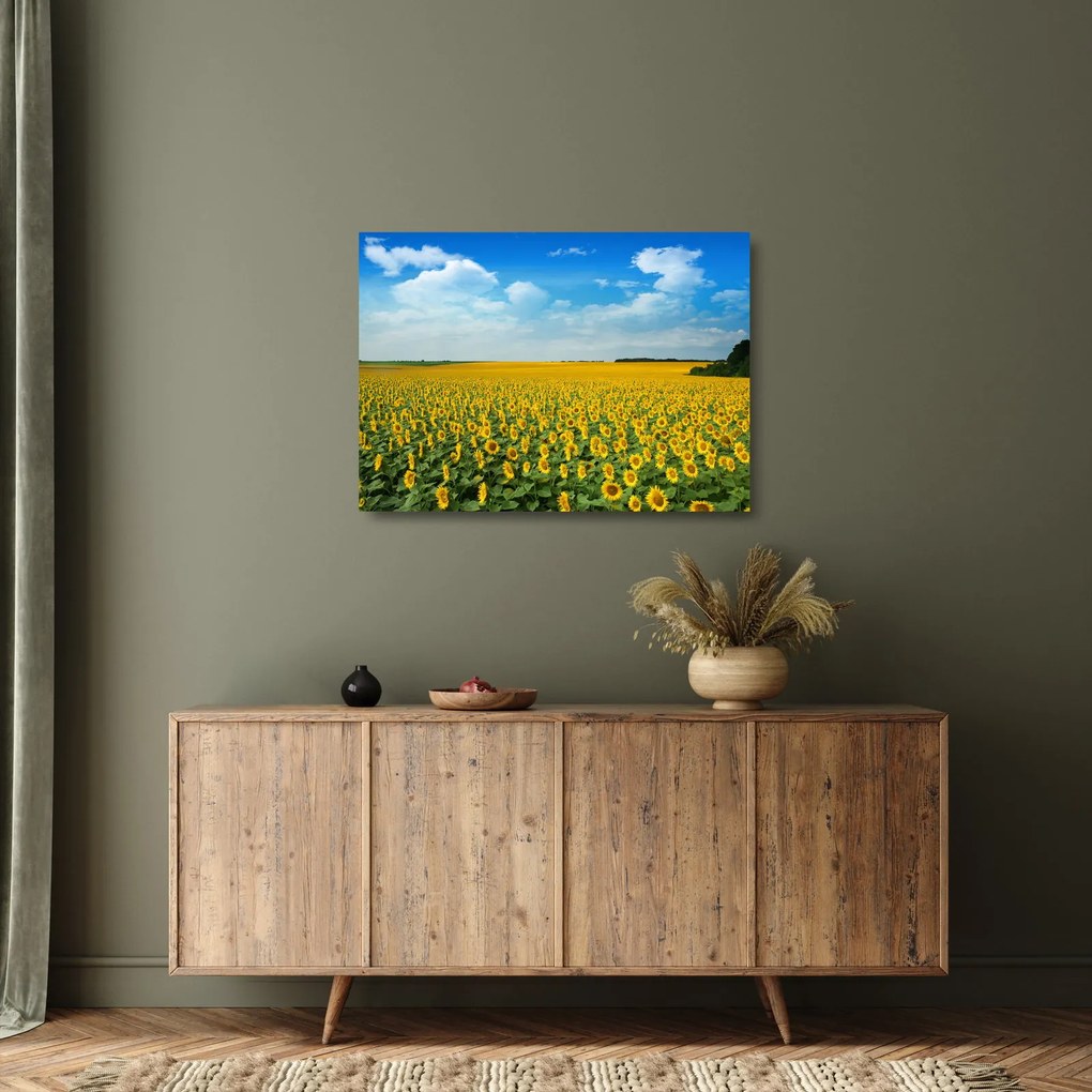 Kép - napraforgó (üvegen) (70x50 cm)