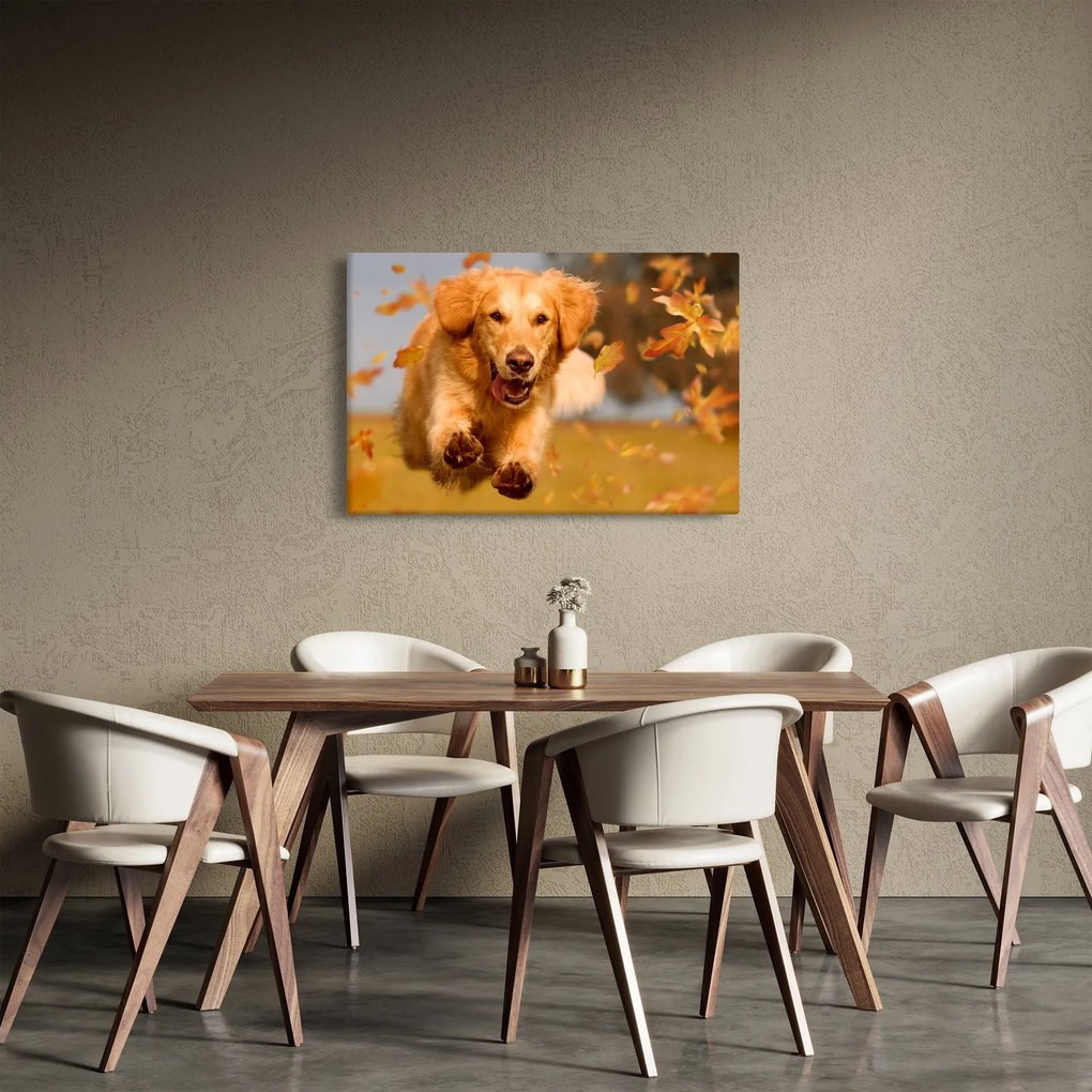 Kép - Golden Retriever (90x60 cm)