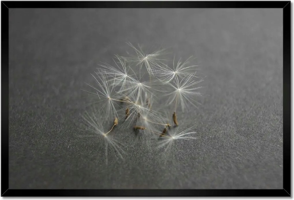 Poszterek keretben 60x40 Pitypang Virág Virágok