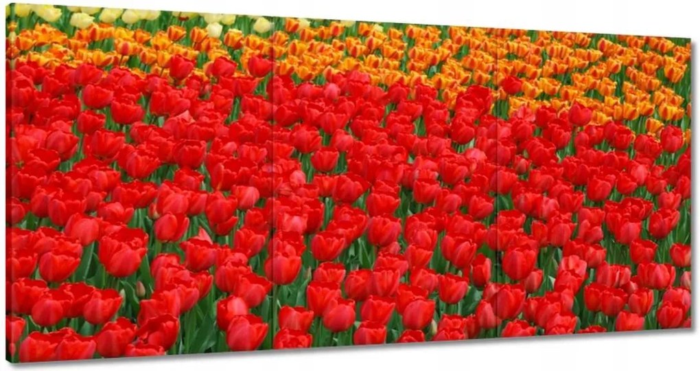 Vászonkép 120x60 Pipacs ártér