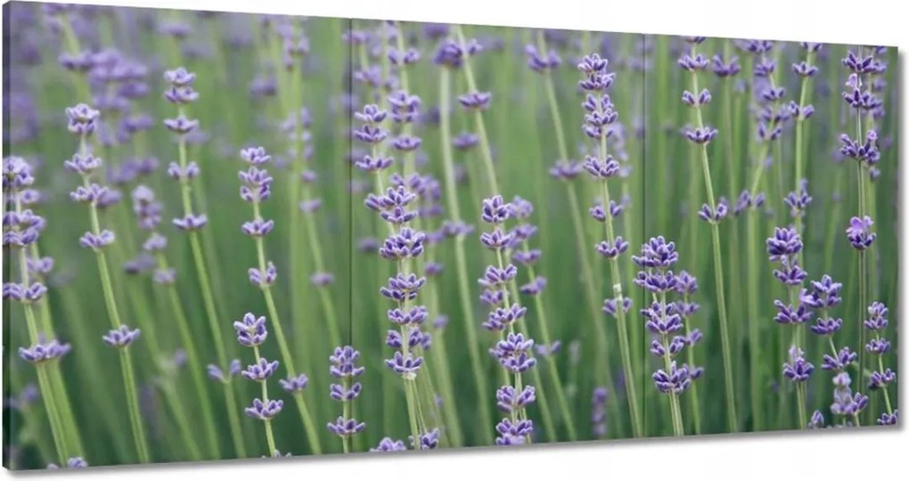 Vászonkép 180x90 Levendula világ