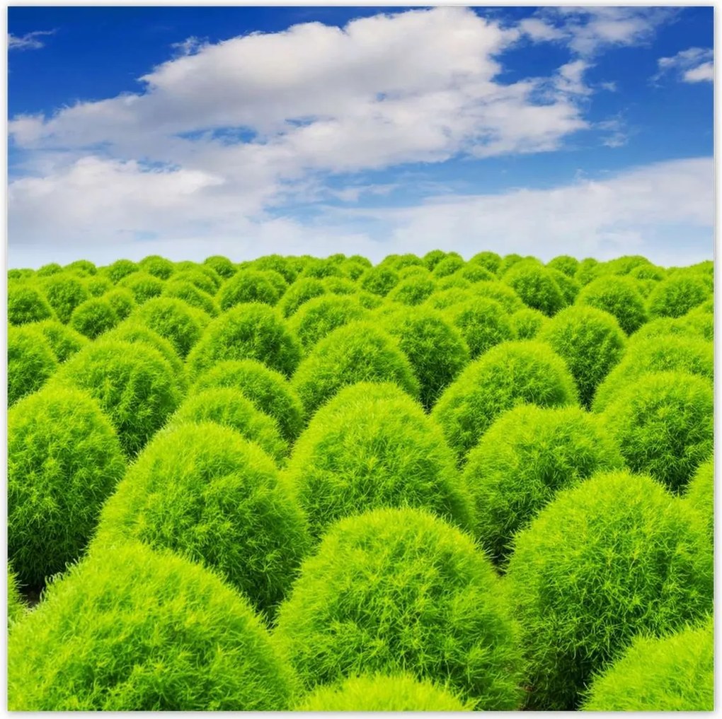 Poszterek 70x70 Zöld tekintet Völgy