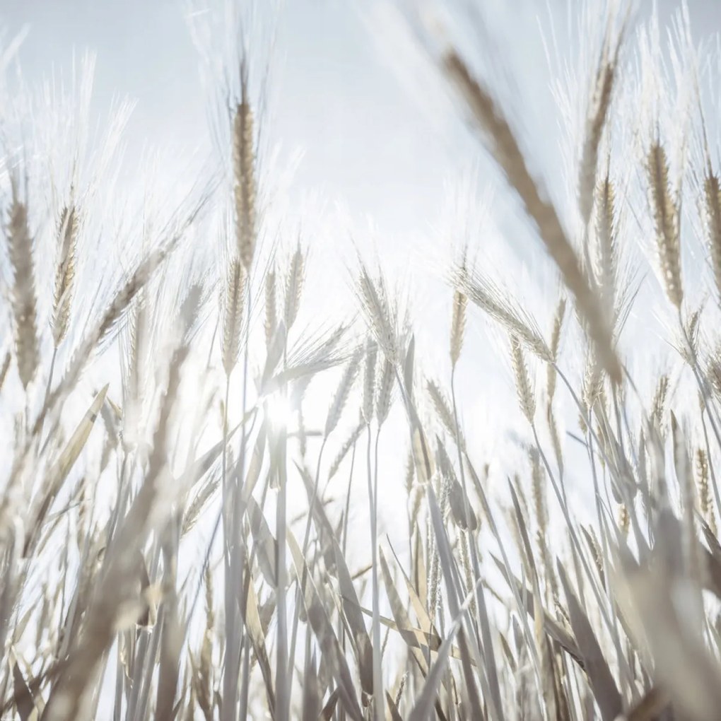 Poszter 80x80cm Napsugarak az árpán keresztül, Assaf Frank