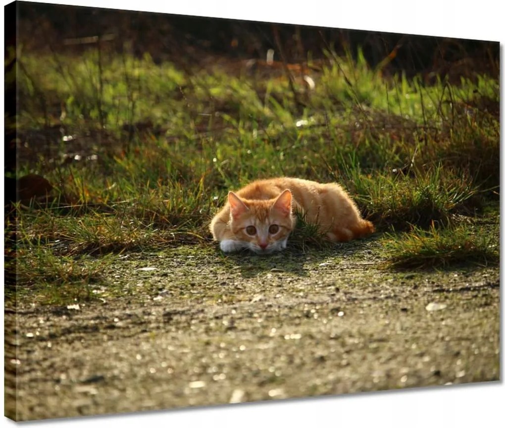 Vászonkép 40x30 Cica Cicák