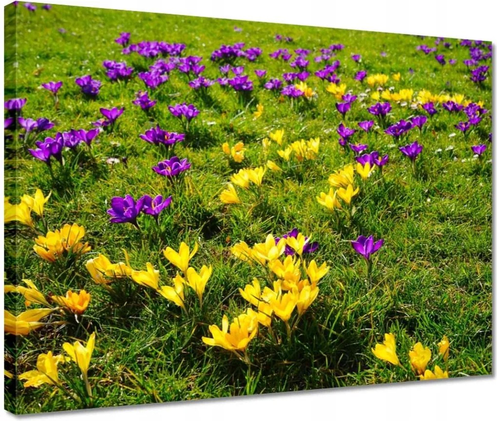 Vászonkép 40x30 Krokodilok a réten