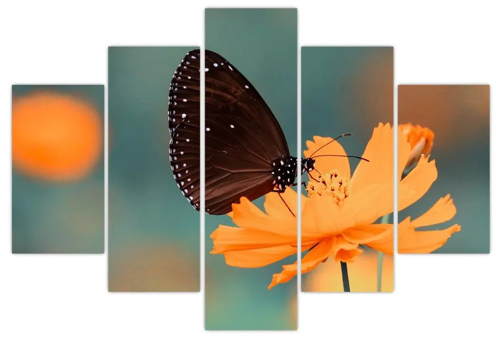Kép - pillangó narancssárga virágon (150x105 cm)