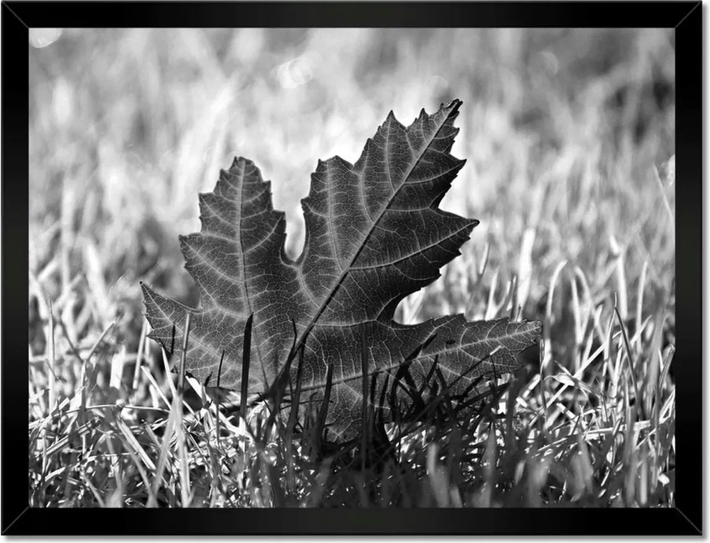 Poszterek keretben 40x30 Őszi levél a fűben