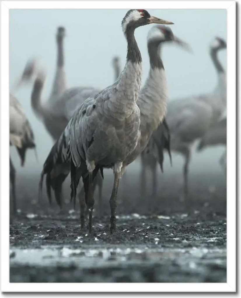 Poszterek keretben 40x50 Darvak a ködben