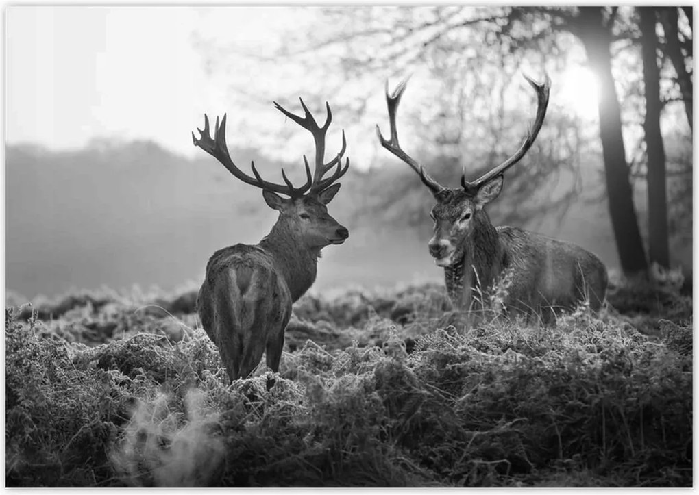 Fotótapéták 312x219 Fekete-fehér szarvasok