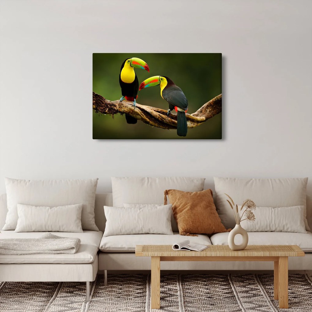 Ülő tukánok képe, Costa Rica (90x60 cm)