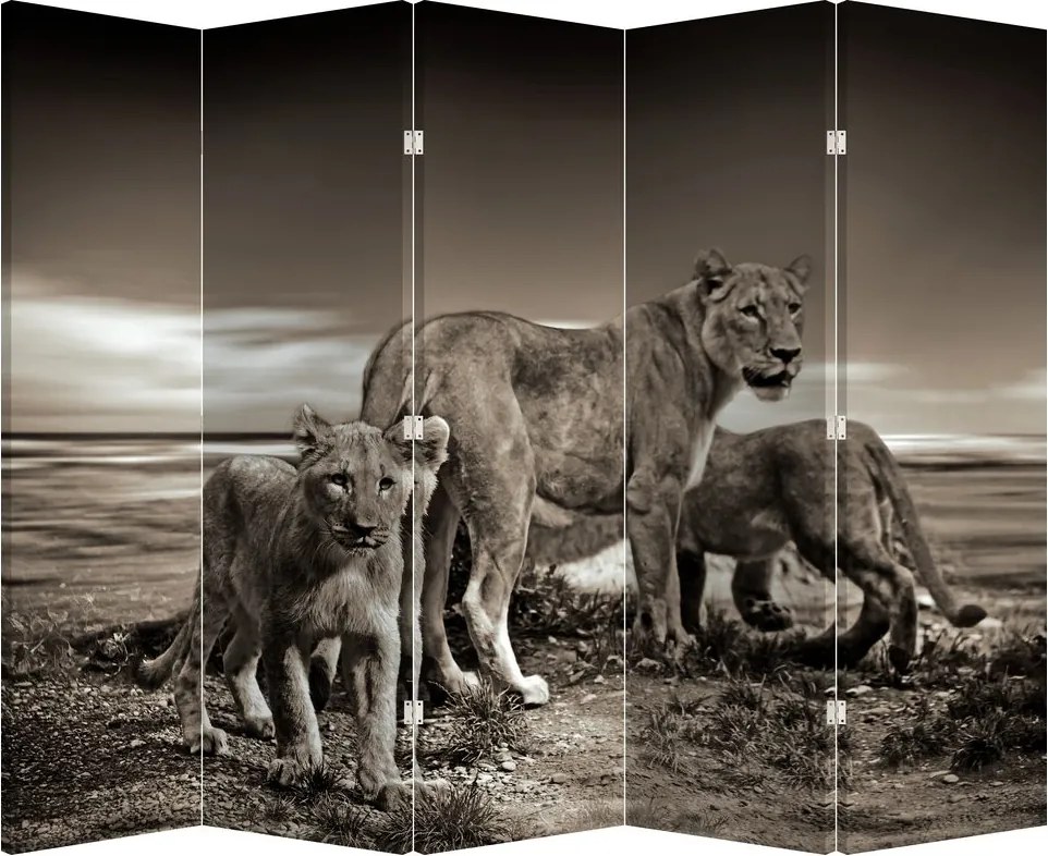 Paraván - Fekete fehér tigris (210x170 cm)