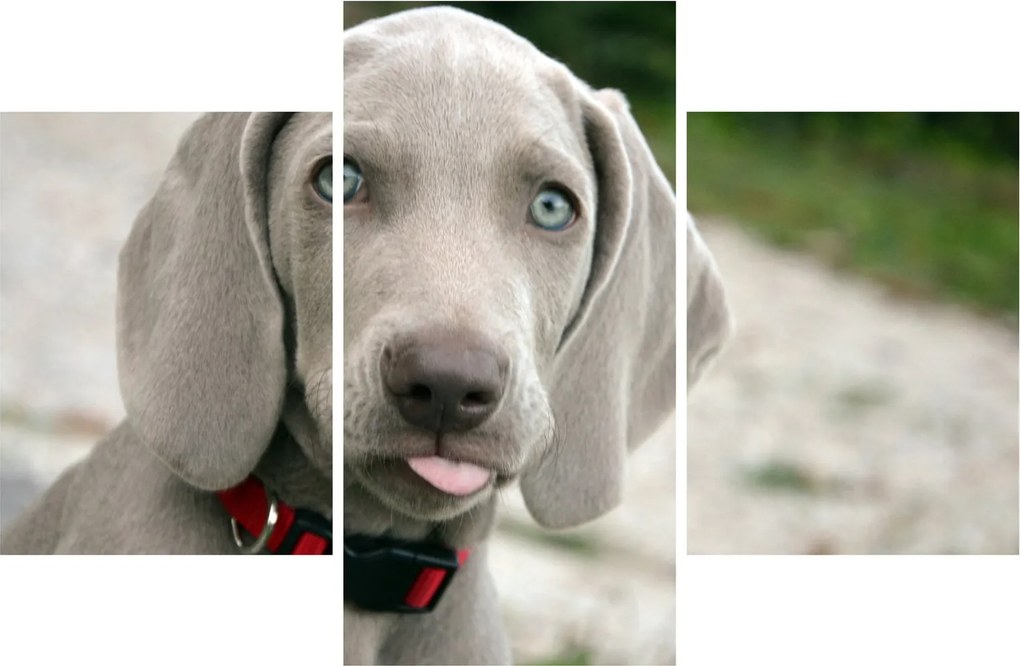 Kép - weimaraner kölyökkutya (90x60 cm)