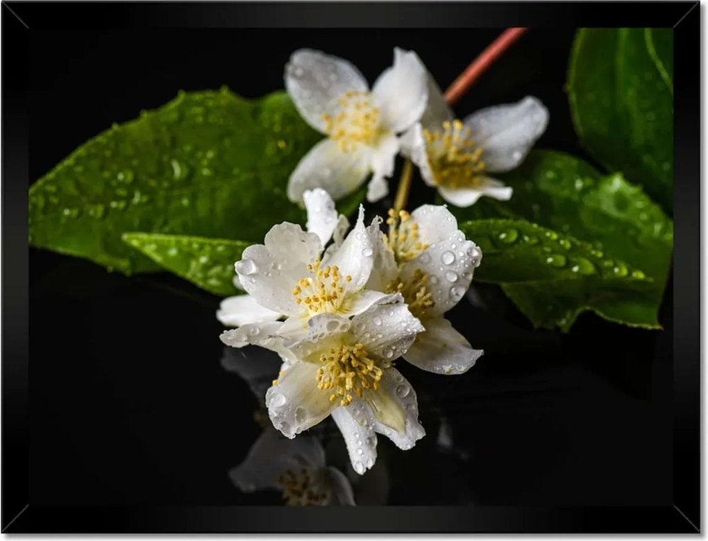 Poszter keretben 40x30 Fehér jázmin virág